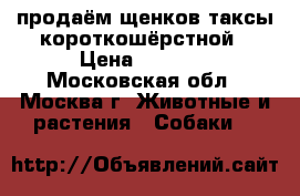 продаём щенков таксы короткошёрстной › Цена ­ 7 000 - Московская обл., Москва г. Животные и растения » Собаки   